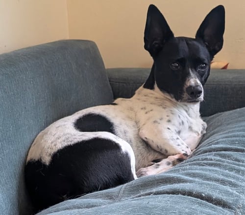 LIZZI - Terrier available for adoption