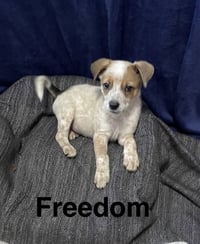 Freedom - Photo 1