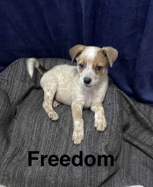 FREEDOM - Australian Cattle Dog/Blue Heeler for adoption in Topeka