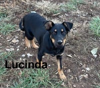 Lucinda - Photo 2