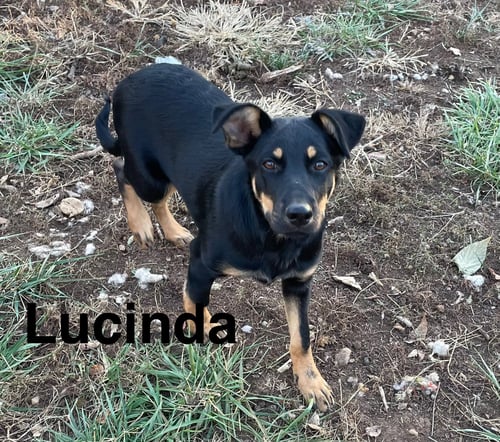 LUCINDA - German Shepherd Dog / Beauceron available for adoption