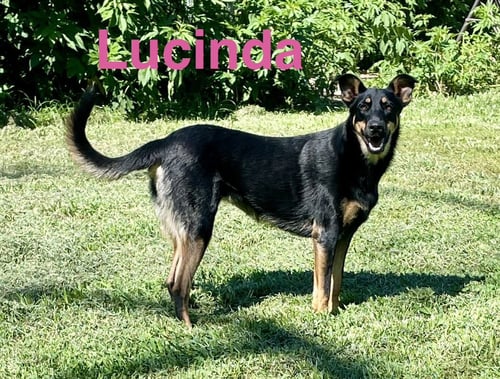 LUCINDA - German Shepherd Dog / Beauceron for adoption in Topeka