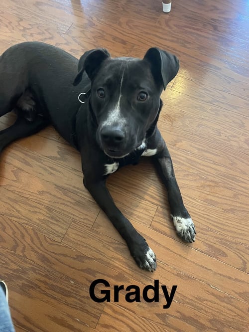 GRADY - Labrador Retriever / American Pit Bull Terrier for adoption in Topeka