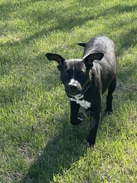 Grady - Photo 2