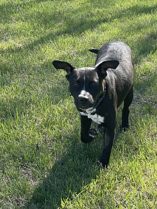 GRADY - Labrador Retriever / American Pit Bull Terrier available for adoption