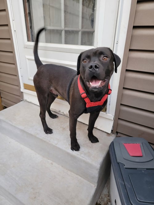 KAIGE - Unknown available for adoption