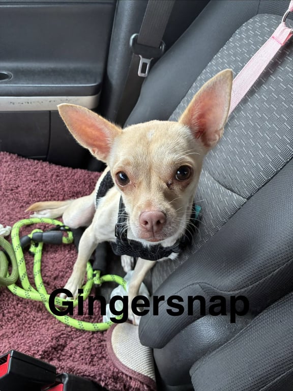 Gingersnap Image