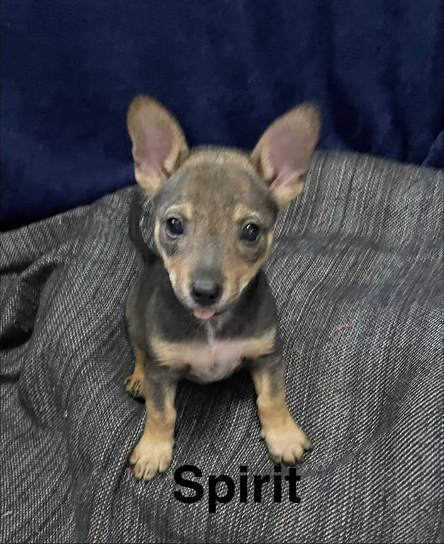 Spirit Image