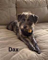 Dax - Photo 1