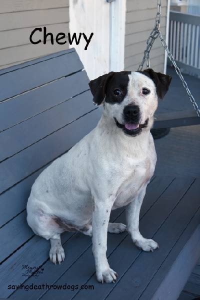 CHEWY - Boxer / American Pit Bull Terrier for adoption in Topeka