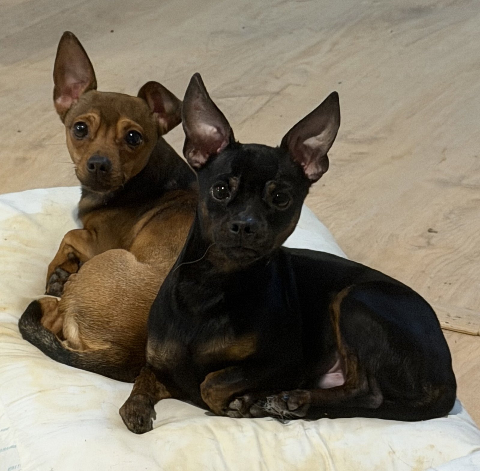 CRUISER AND GIZZY - Chihuahua for adoption in Topeka