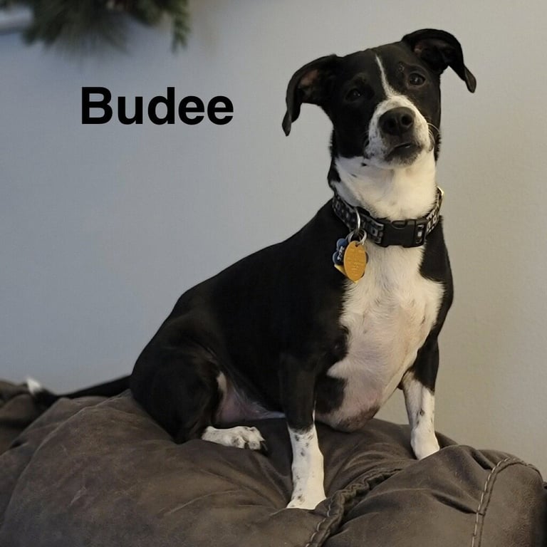 Budee Image