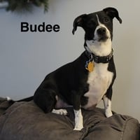 Budee - Photo 1
