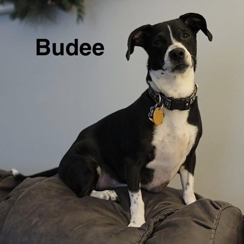 BUDEE - Dachshund for adoption in Topeka