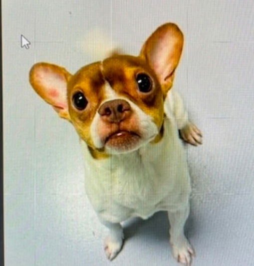 QUASI - Chihuahua available for adoption