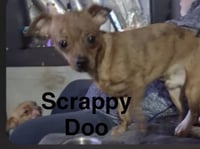 Scrappy Doo - Photo 1