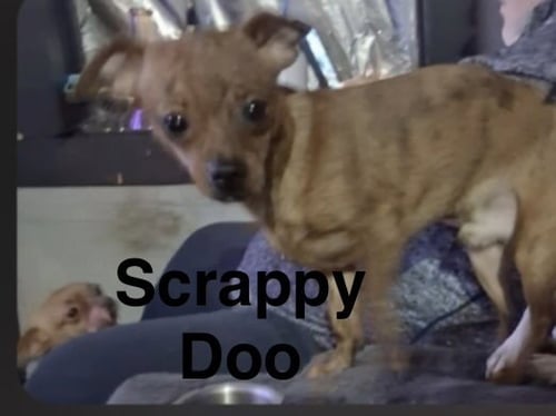 SCRAPPY DOO - Chihuahua for adoption in Topeka