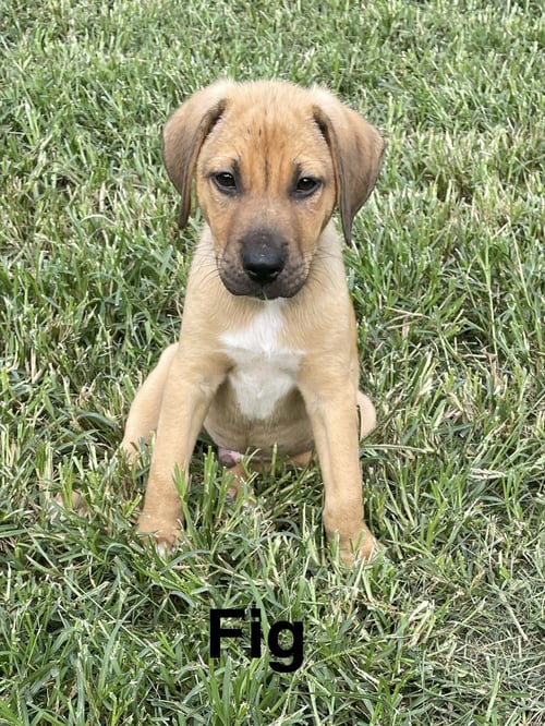FIG - Unknown available for adoption