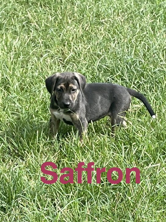 Saffron Image