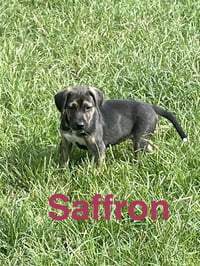 Saffron - Photo 1