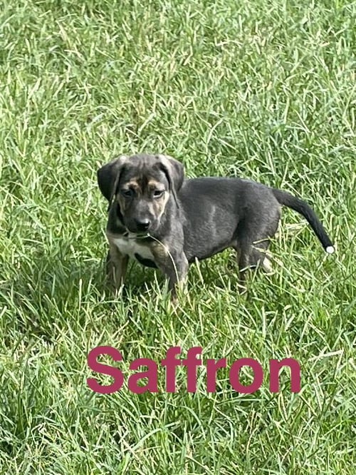 SAFFRON - Unknown available for adoption