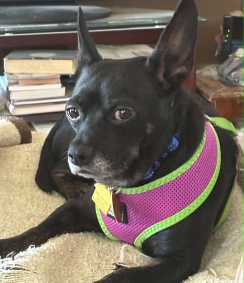 CARBON - Chihuahua for adoption in Topeka