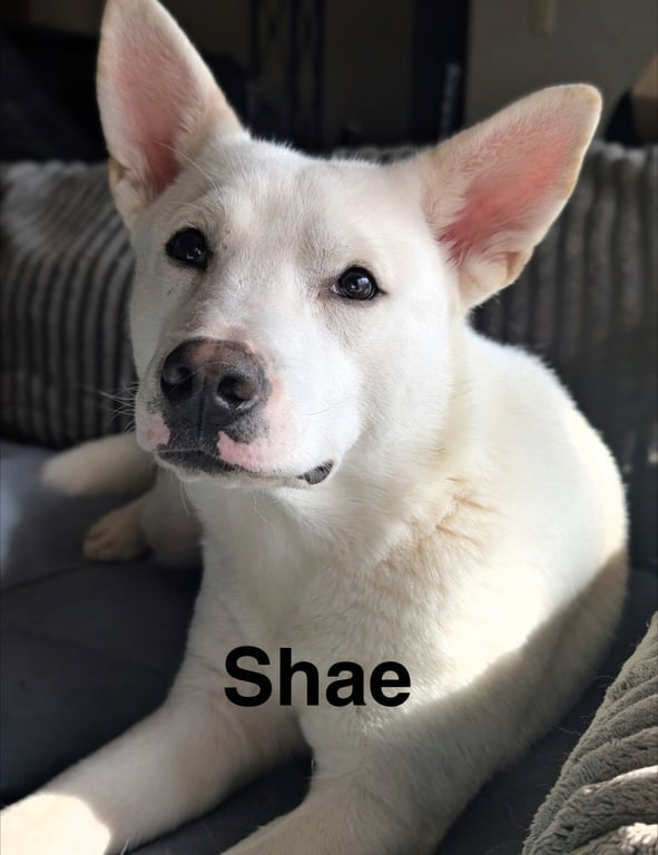 Shae Image