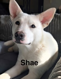 Shae - Photo 1