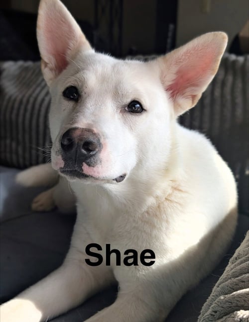 SHAE - Husky / Australian Kelpie for adoption in Topeka
