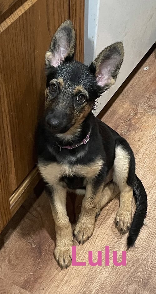 LULU - German Shepherd Dog available for adoption