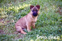 Smasher - Photo 1