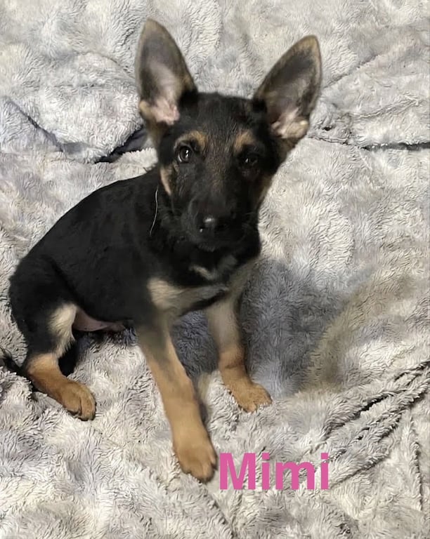 Mimi Image