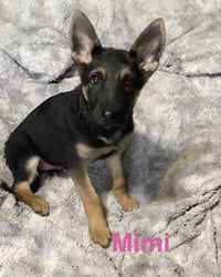 Mimi - Photo 1