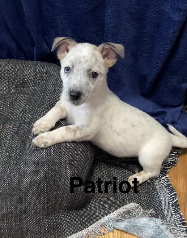 Patriot Image