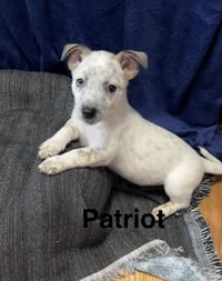 Patriot - Photo 1