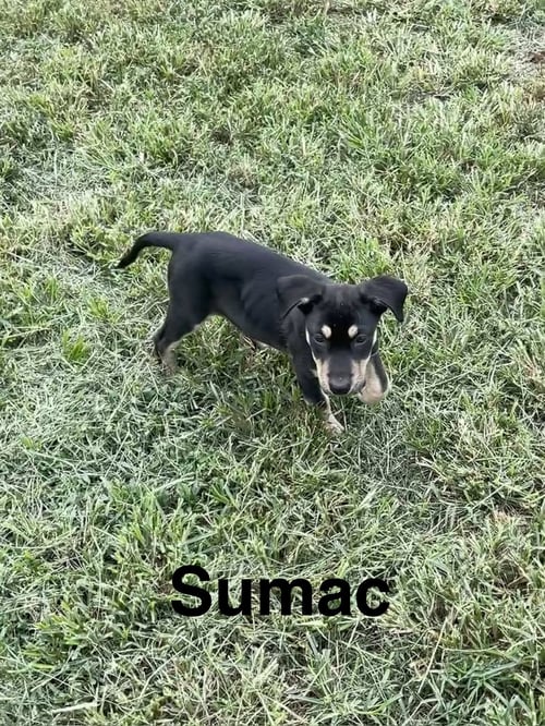 SUMAC - Unknown available for adoption
