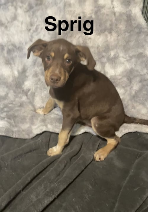 SPRIG - Hound / Cattle Dog for adoption in Topeka
