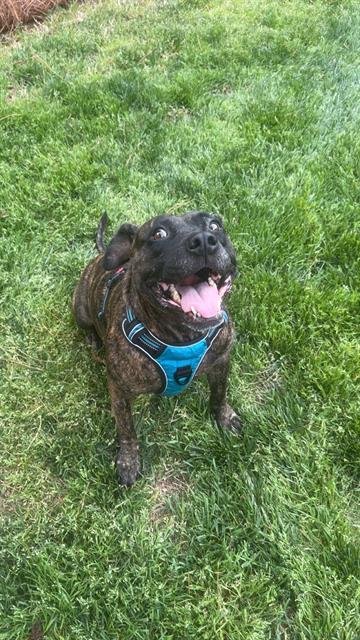 DAPHNE - Pit Bull Terrier available for adoption