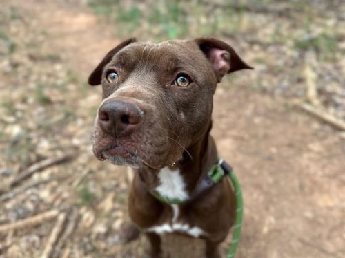 MOCHA - Pit Bull Terrier available for adoption