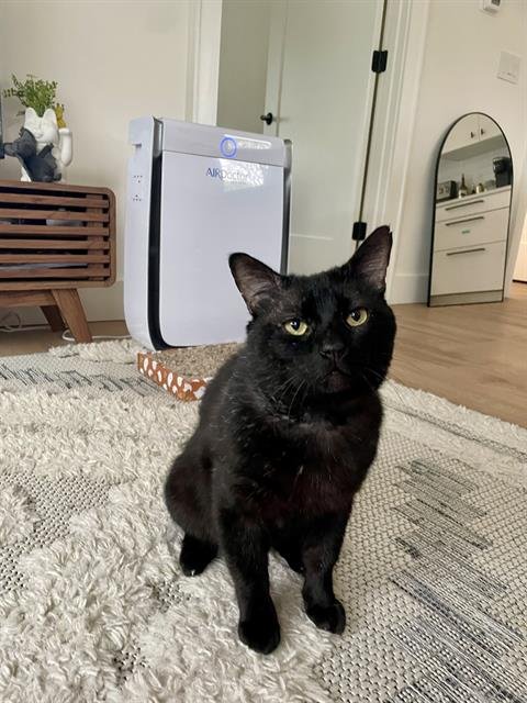 CAESAR - Domestic Medium Hair available for adoption