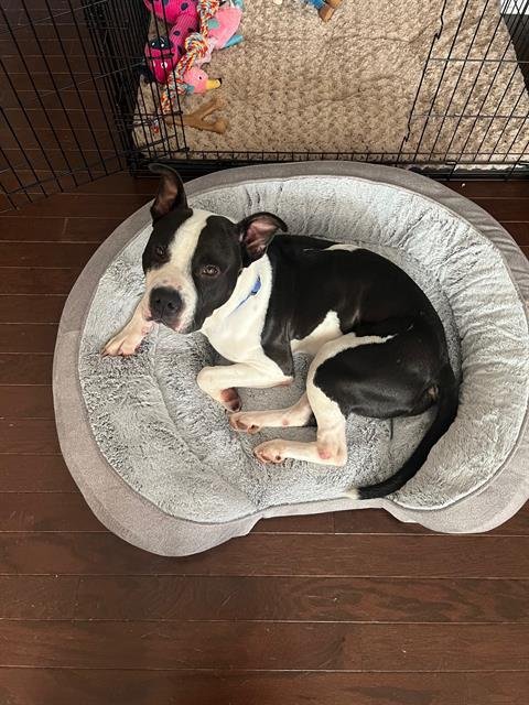 ORION - Pit Bull Terrier available for adoption