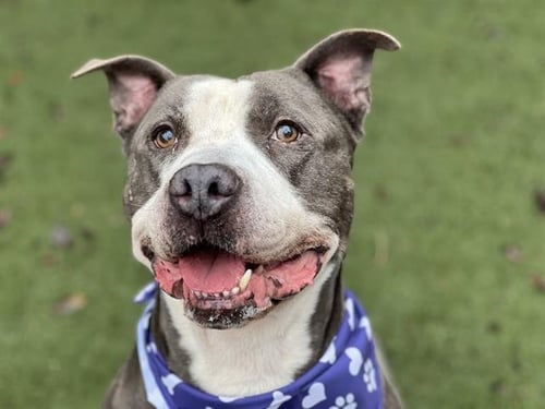 MOOSE - Pit Bull Terrier available for adoption