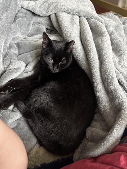 CLARA BOW - Domestic Short Hair available for adoption