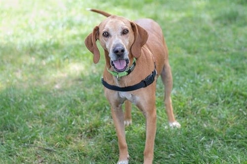 SHYLO - English Coonhound available for adoption