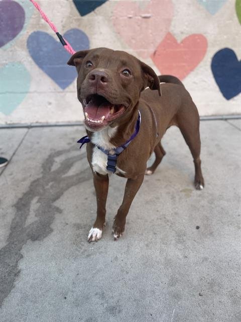EWING - Labrador Retriever / Pit Bull Terrier available for adoption