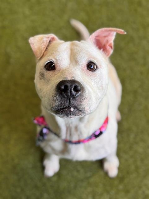 NIKA - American Pit Bull Terrier available for adoption