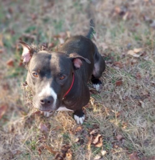 LAYKA - Pit Bull Terrier available for adoption