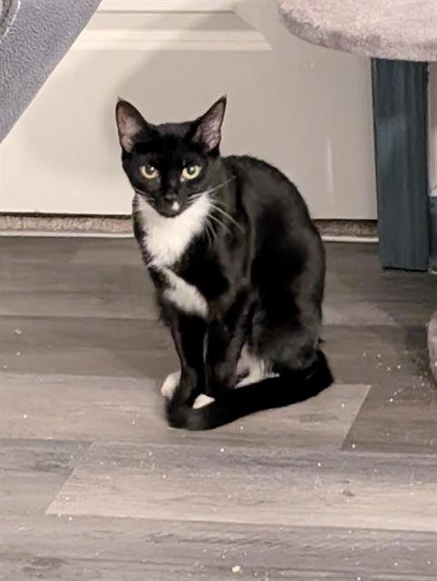 LAYLA - Domestic Short Hair available for adoption