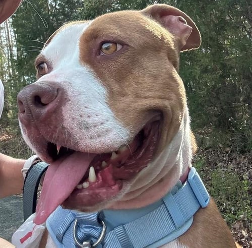 MARS - American Pit Bull Terrier available for adoption