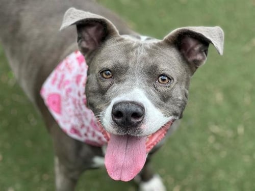 GRACIE - Pit Bull Terrier available for adoption